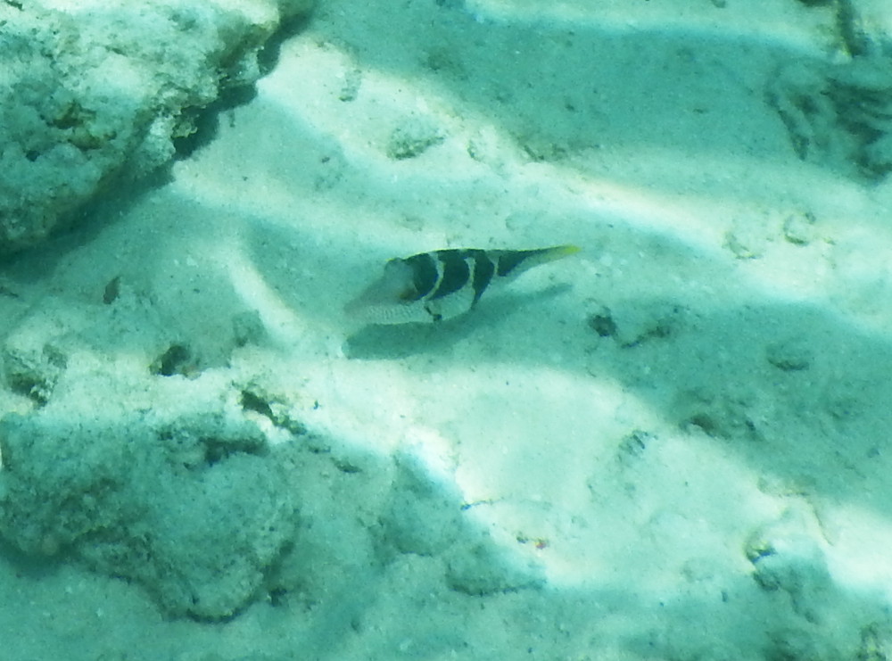Zanzibar - piccolo pesce: Canthigaster valentini